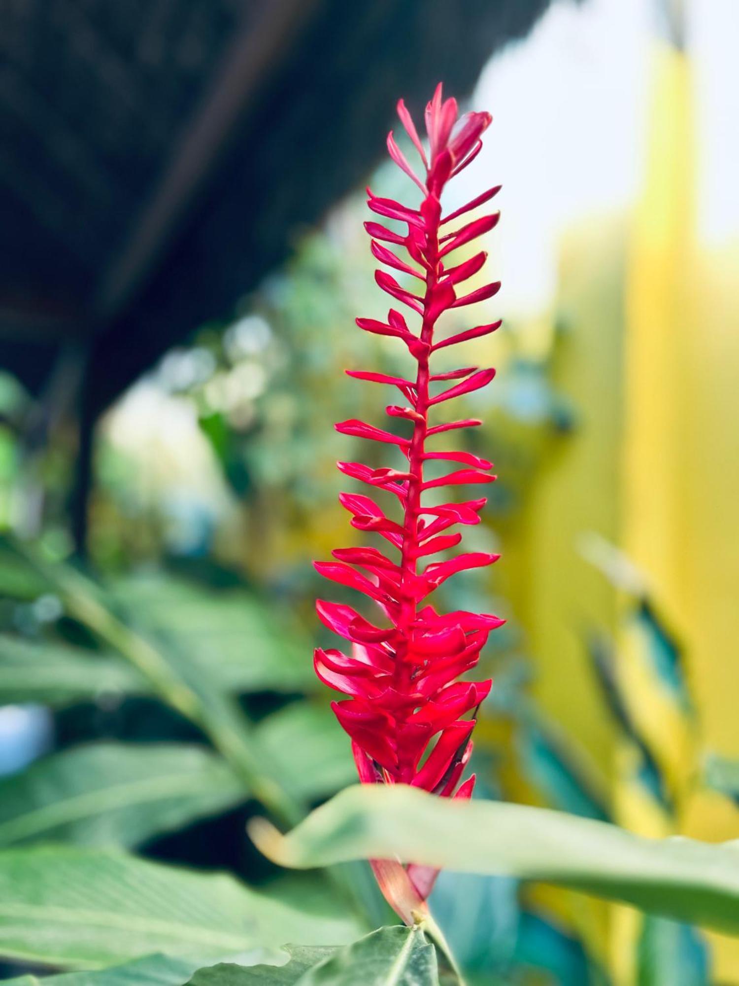 Pousada Velha Boipeba Dış mekan fotoğraf